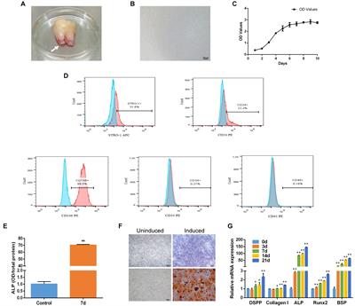 MiR-497-5p Regulates Osteo/Odontogenic Differentiation of Stem Cells From Apical Papilla via the Smad Signaling Pathway by Targeting Smurf2